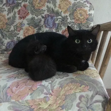 Art&cats'